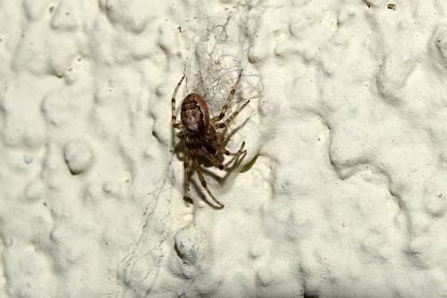 Zygiella sp.