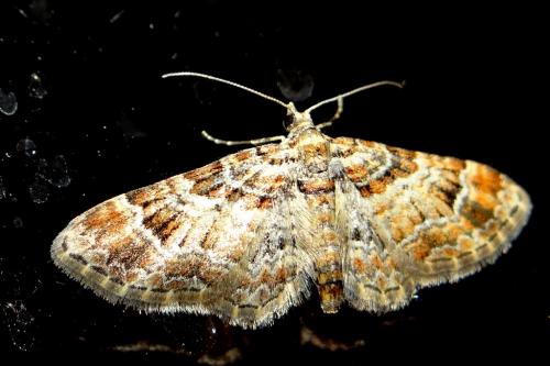 Réf. 179 559 : Gymnoscelis rufifasciata