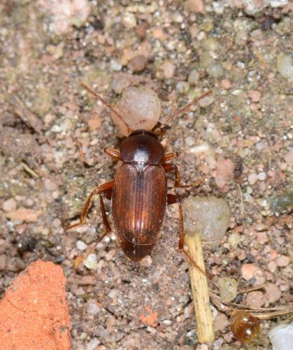 Réf. 179 403 : Choleva sp.