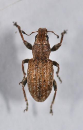 Réf. 179 649 : Sitona obsoletus