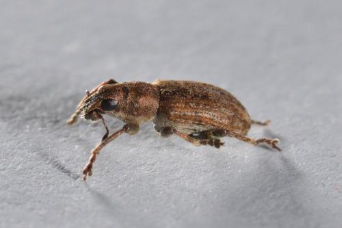 Réf. 179 652 : Sitona obsoletus