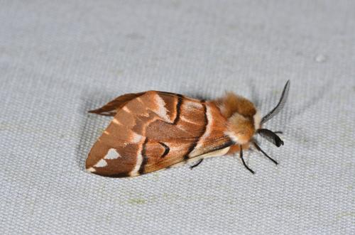 Réf. 179 523 : Endromis versicolora