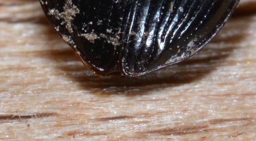 Nebria sp.