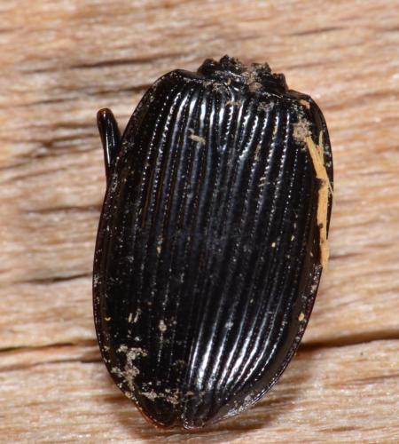 Réf. 179 049 : Nebria sp.