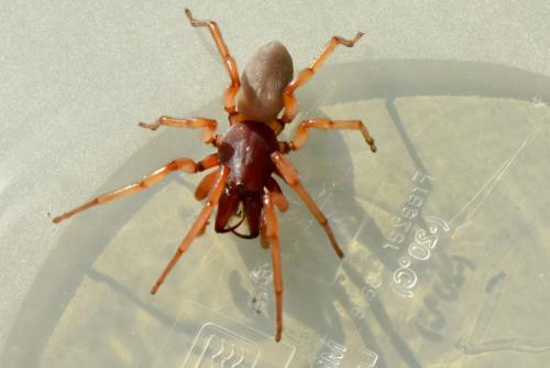 Réf. 179 074 : Dysdera crocata