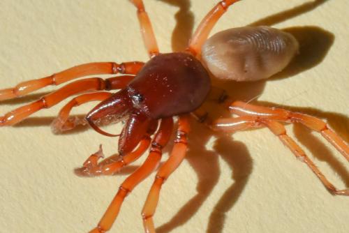 Dysdera crocata