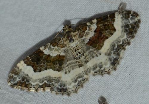 Réf. 179 122 : Epirrhoe rivata