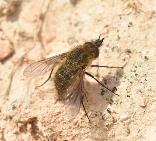 Réf. 179 012 : Conophorus sp.