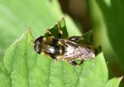 Réf. 179 052 : Merodon sp.