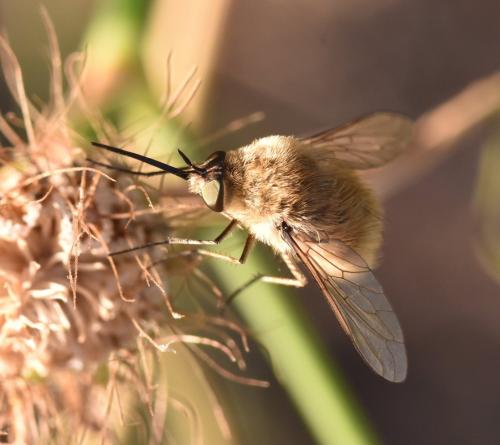 Bombylius sp.