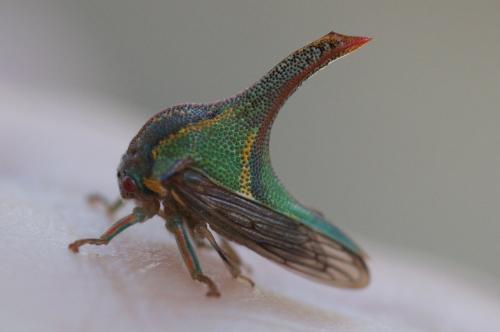 Réf. 179 465 : Umbonia spinosa