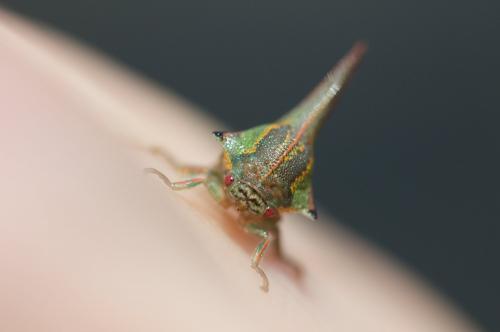 Réf. 179 466 : Umbonia spinosa