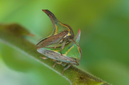Umbonia spinosa