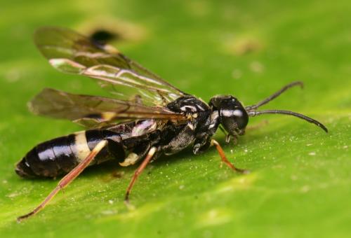 Emphytus cinctus