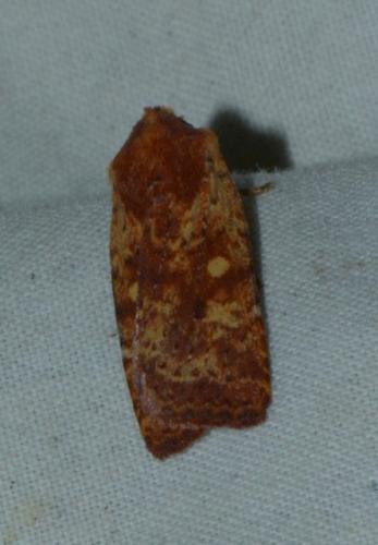 Réf. 179 063 : Conistra staudingeri