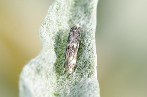 Elachista sp.