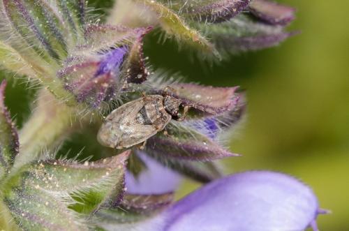 Réf. 179 381 : Platyplax sp.