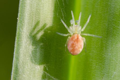 Réf. 179 378 : Nigma sp.