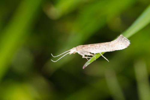 Réf. 179 383 : Plutella xylostella