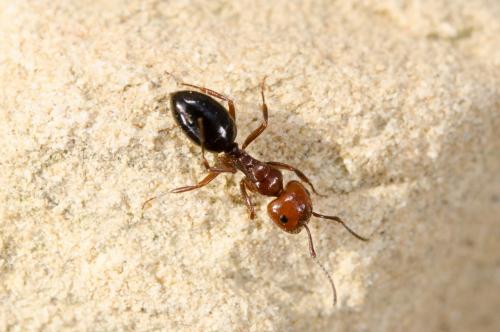 Camponotus lateralis