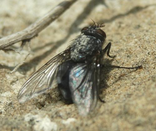Réf. 179 482 : Calliphora sp.