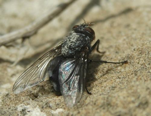 Réf. 179 483 : Calliphora sp.