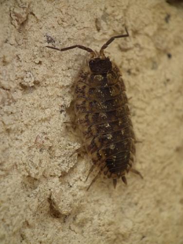 Réf. 179 147 : Porcellio spinicornis