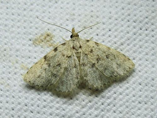 Orectis massiliensis