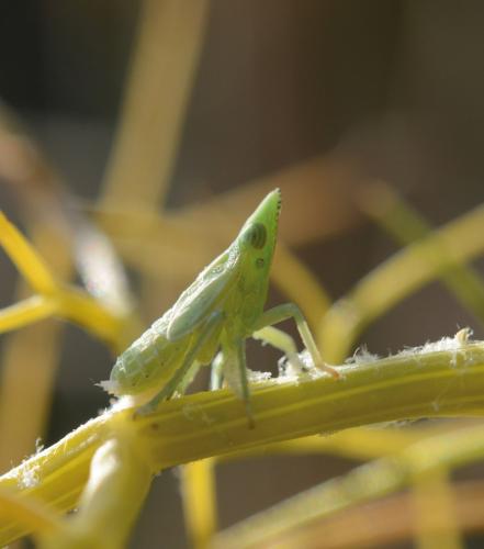 Dictyophara europaea