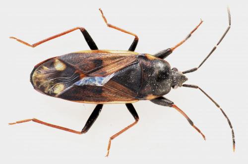 Réf. 179 054 : Eremocoris fenestratus