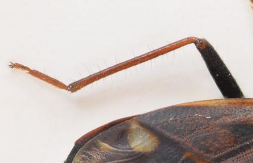 Réf. 179 056 : Eremocoris fenestratus