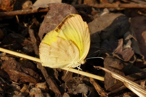 Eurema sp.