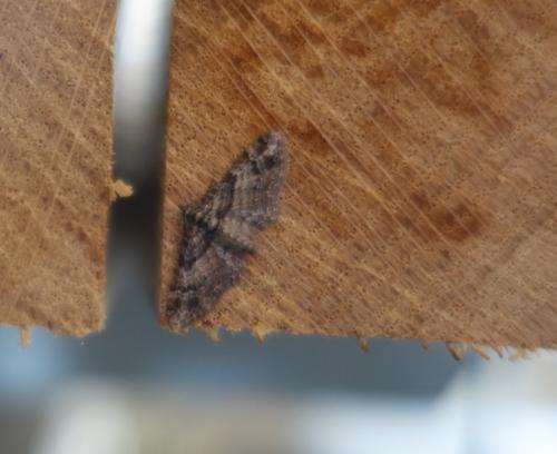 Réf. 179 493 : Gymnoscelis rufifasciata