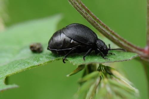 Réf. 179 111 : Galeruca sp.
