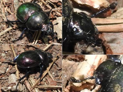 Réf. 179 268 : Trypocopris pyrenaeus
