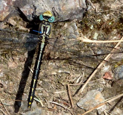 Réf. 179 131 : Gomphus graslinii