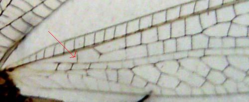 Megistopus flavicornis