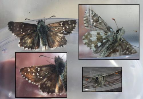 Pyrgus sp.