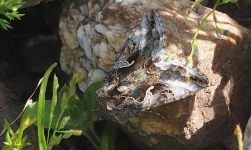 Réf. 179 919 : Autographa gamma