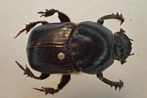 Réf. 179 376 : Onitis sp.