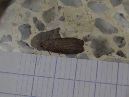 Lamoria (zelleri-anella)