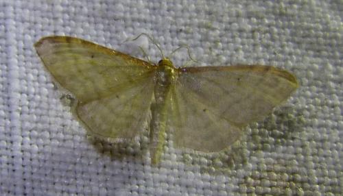 Idaea humiliata