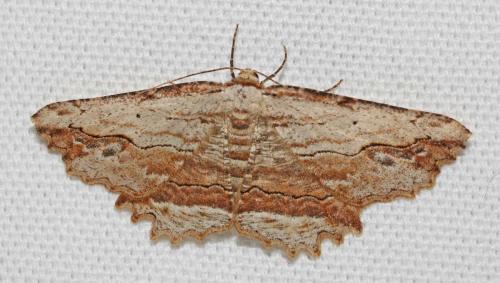 Menophra abruptaria