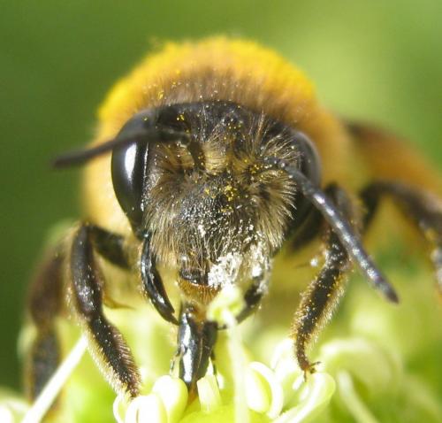 Réf. 179 645 : Andrena sp.
