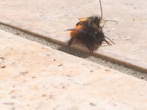 Osmia cornuta