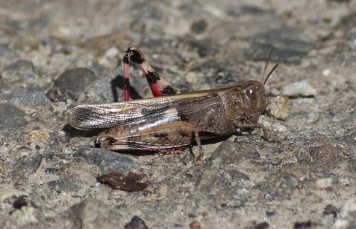 Aiolopus strepens