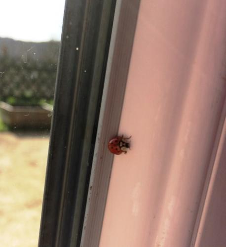 Harmonia axyridis