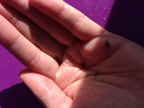 Harmonia axyridis