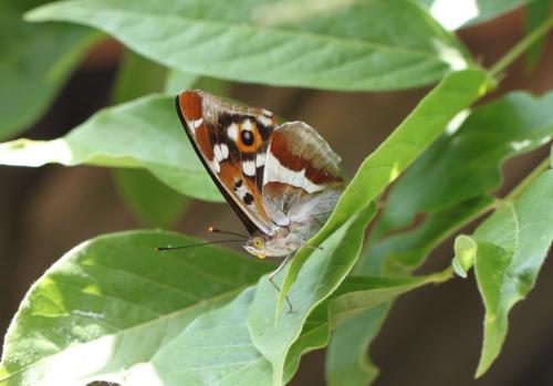 Réf. 179 059 : Apatura iris