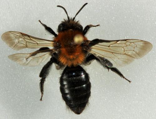 Réf. 179 234 : Andrena thoracica